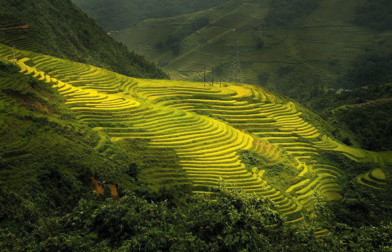 Tegalalang Rice Terraces